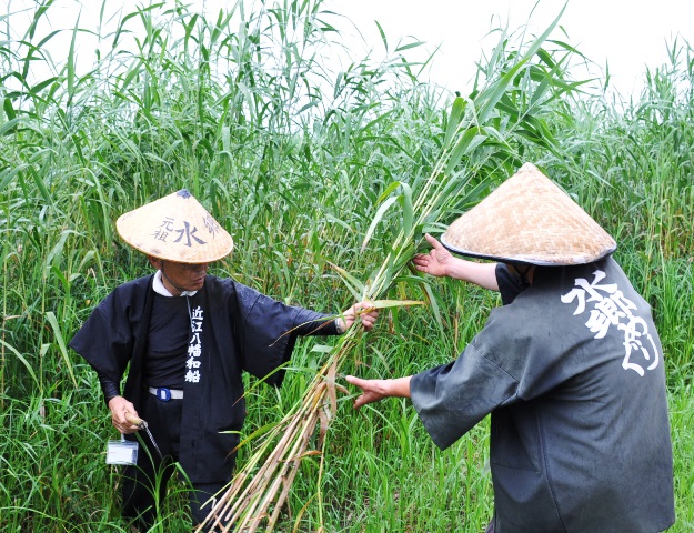 よし刈り