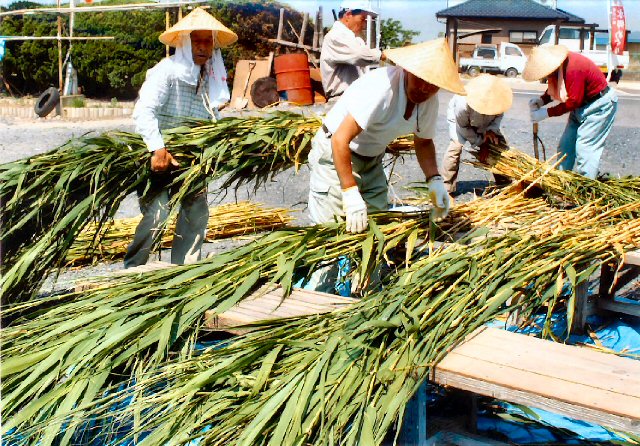 大阪天神祭の大門茅の輪用の葦準備
